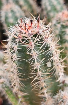 Preview: Austrokaktus pauxillus SAR 8283/1